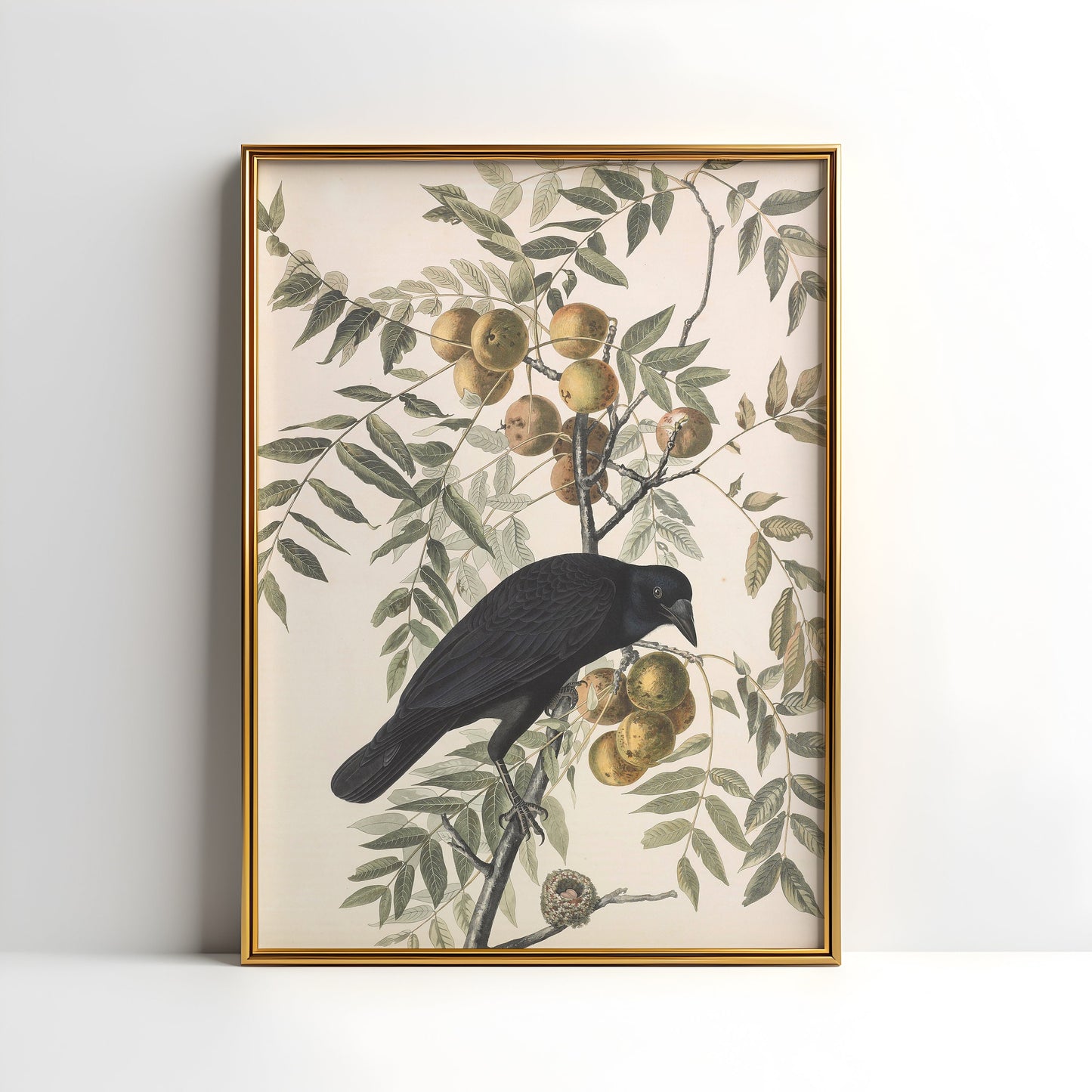 Birds, John James Audubon, American Crow, original antique painting watercolour, vintage, Printable art instant download, SKU K-JJA110