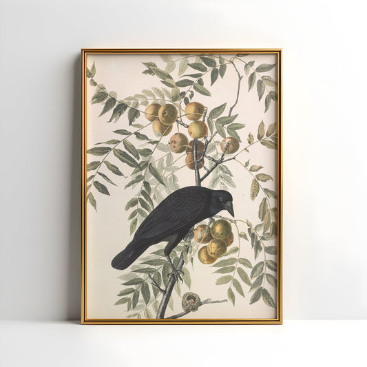 Birds, John James Audubon, American Crow, original antique painting watercolour, vintage, Printable art instant download,  SKU  K-JJA110