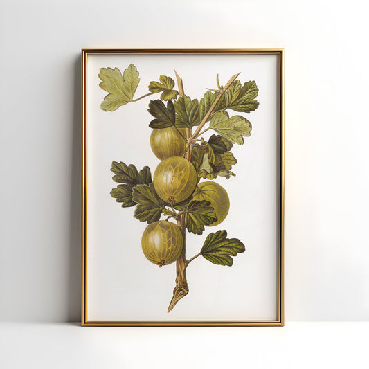 Botanical drawings, Augusta Withers - Gooseberry, original antique painting, oil vintage, Printable art instant download, SKU  173AIW